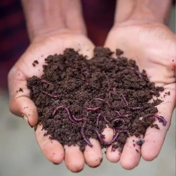 کود ورمی کمپوست (1)